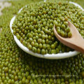 Green Mung Bean 2016 Crop Supply Taille différente